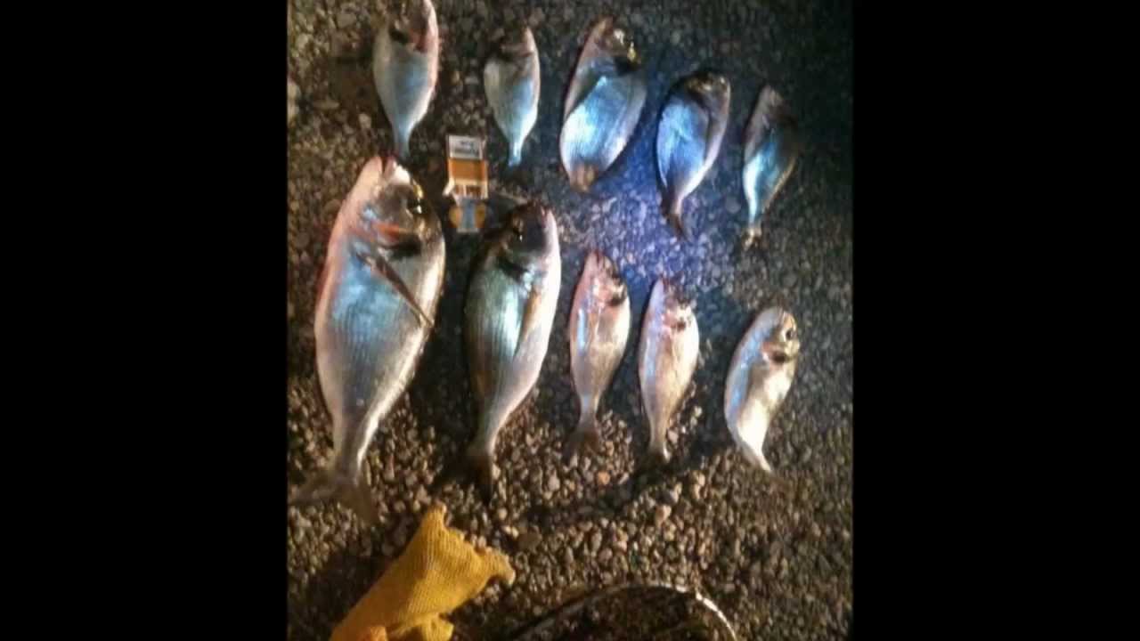 PECHE DE DORADE ROYAL GRUISSAN