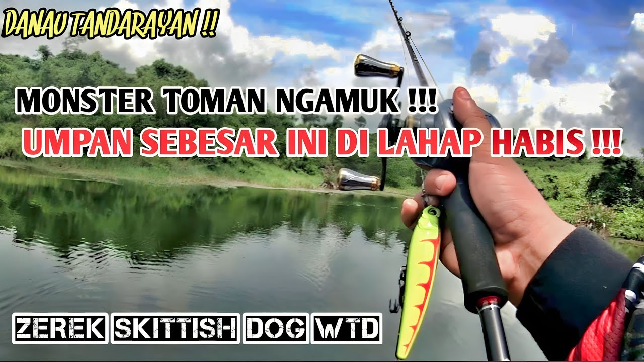NGERII‼️ TERLIHAT JELAS TOMAN SUPER BESAR MENYAMBAR UMPAN || ZEREK SKITTISH DOG ANDALAN LENYAP..