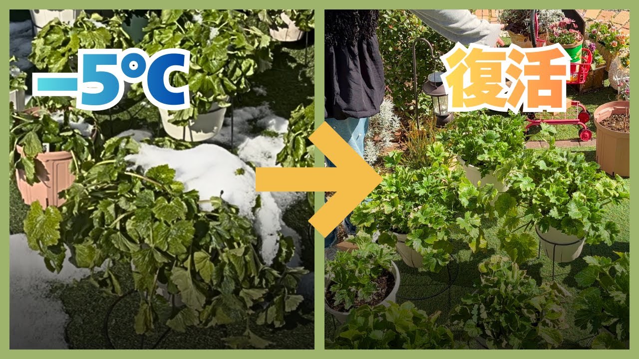 【ラナンキュラスラックス】あの大寒波からの現在と鉢増し