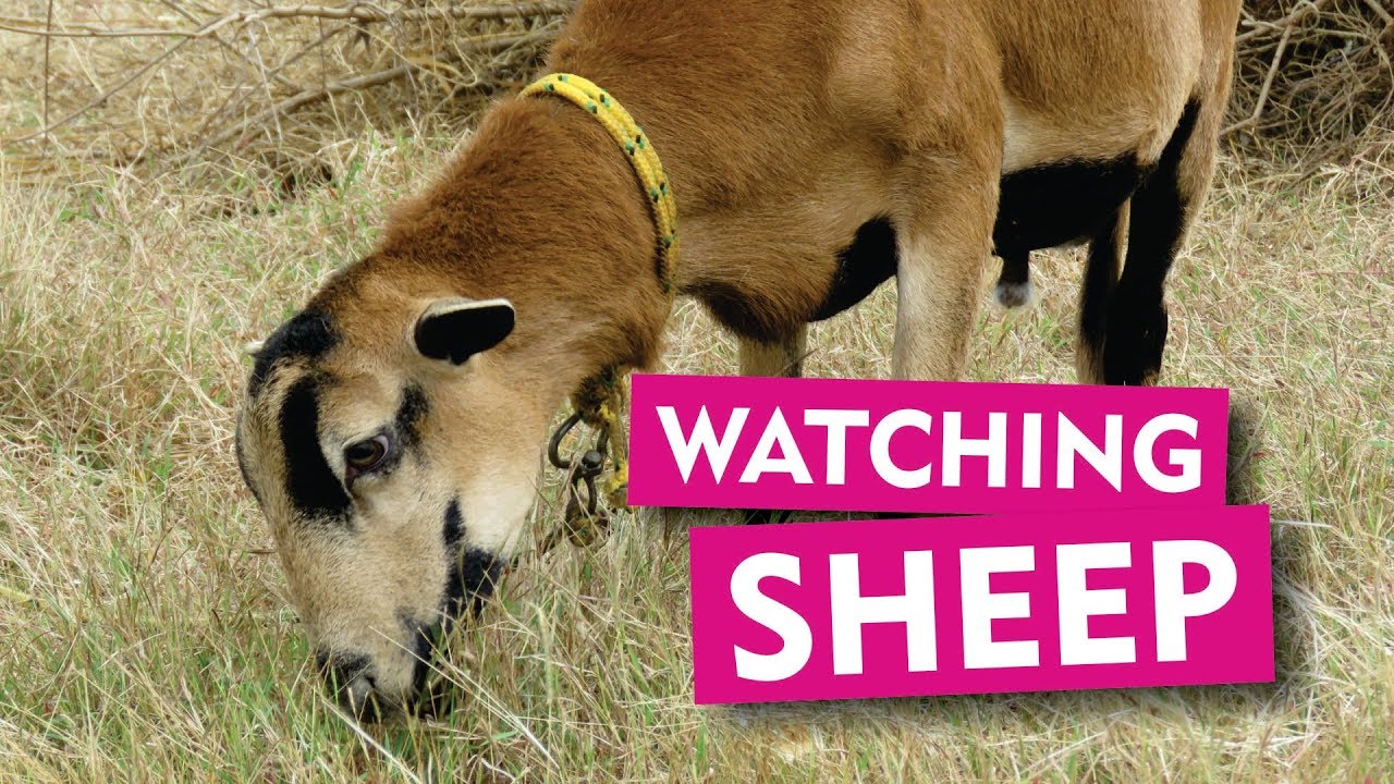 Watching the Barbados Black Belly Sheep