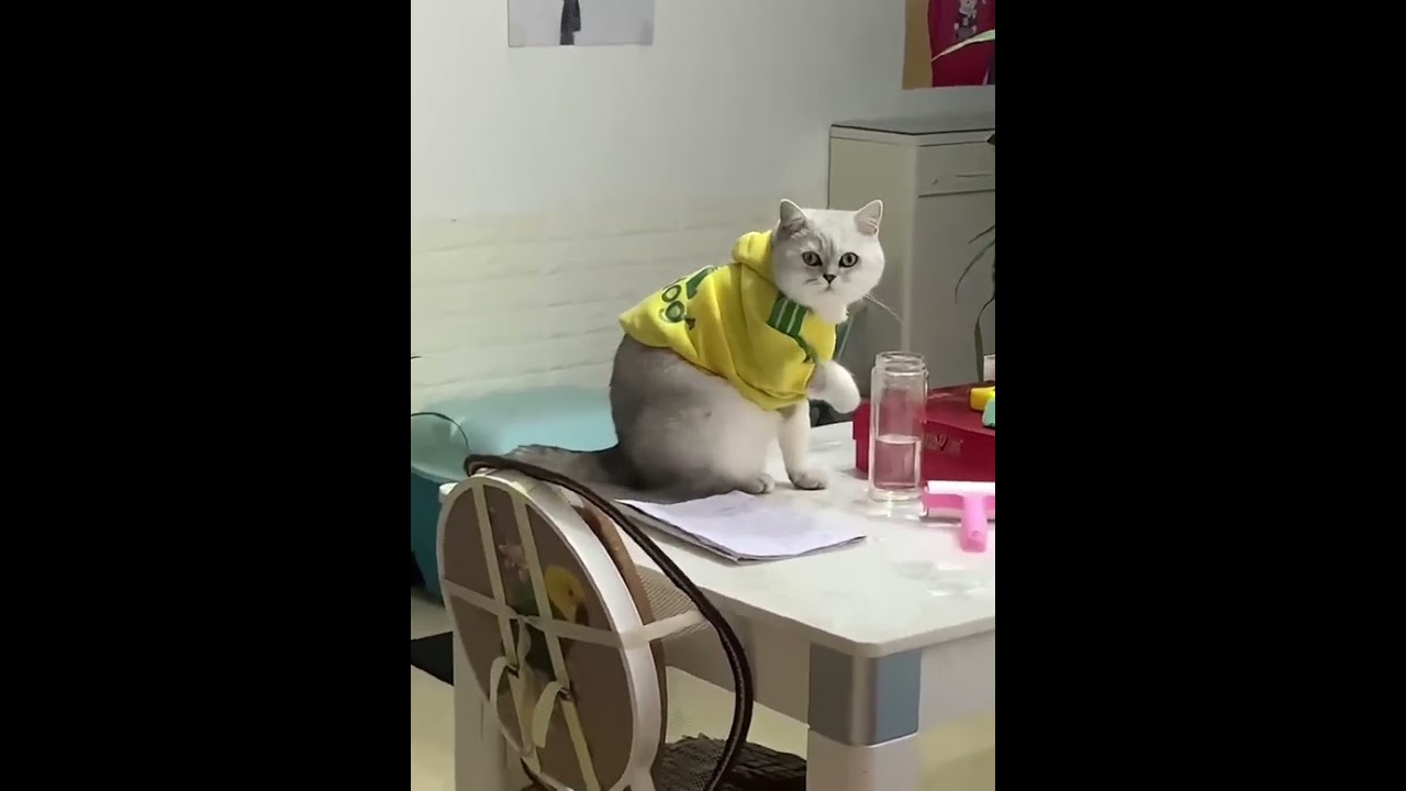 Caught a cat doing something bad #foryou #funny #cat #shorts