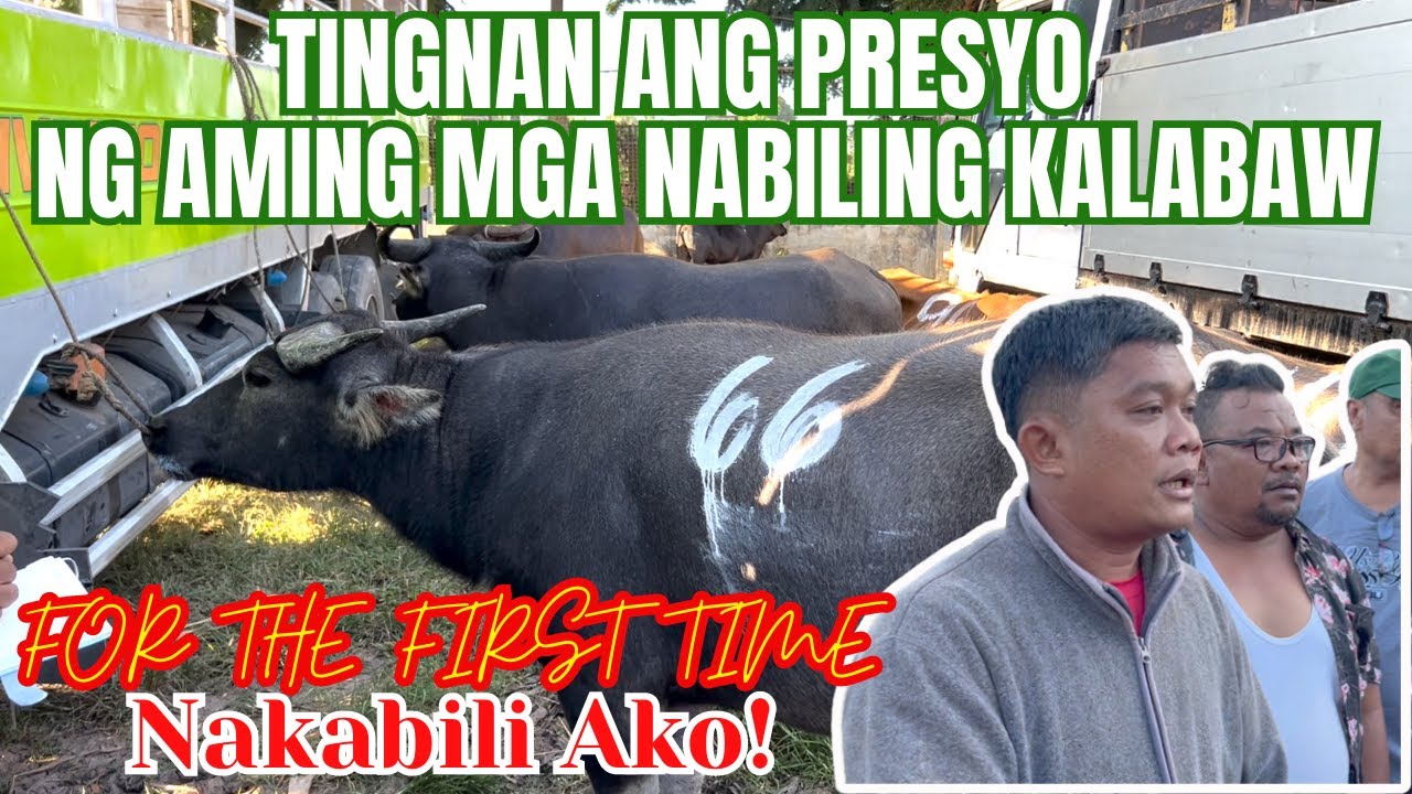 TINGNAN ANG PRESYO NG AMING MGA NABILING KALABAW | FIRST TIME ! NAKABILI AKO | SOLLE'S G. 🌸