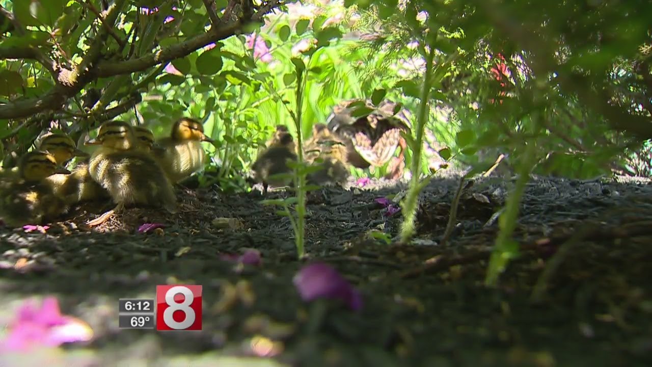 West Hartford firefighters rescue ducks caught in storm drain