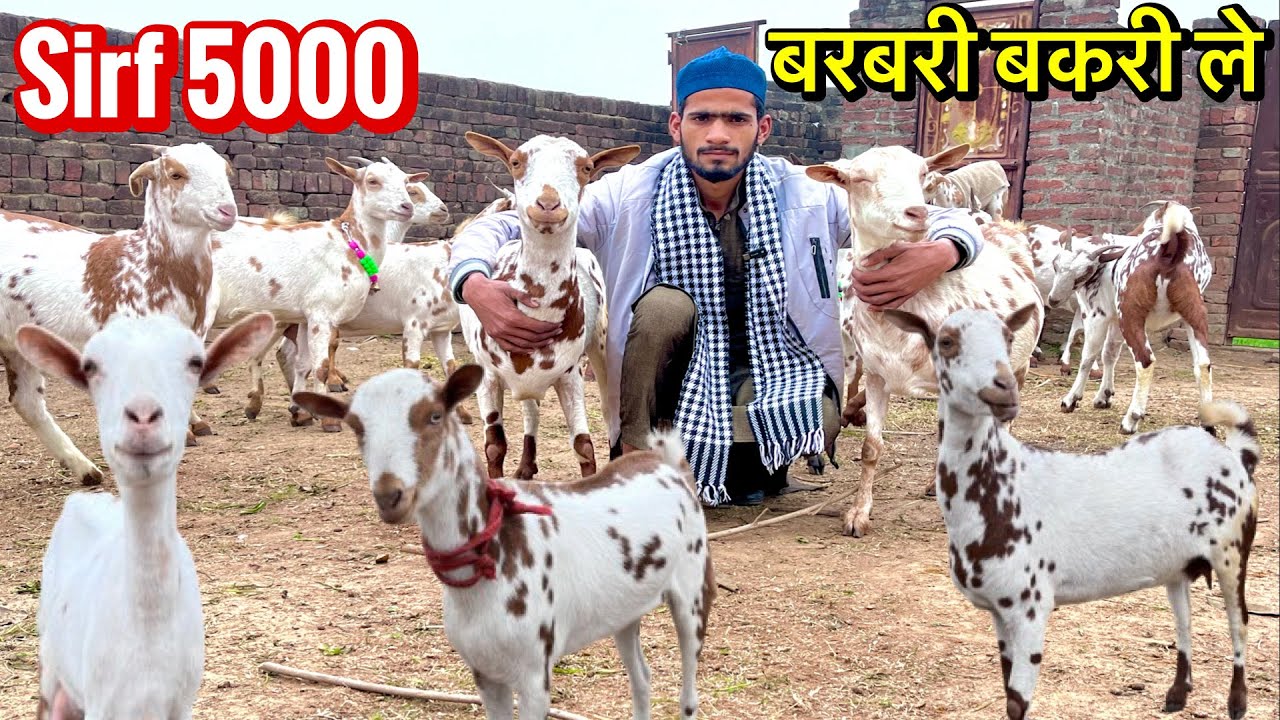 इस रेट में कही नहीं मिलेगी बरबरी बकरी || Habibi Goat Farm Moradabad UP