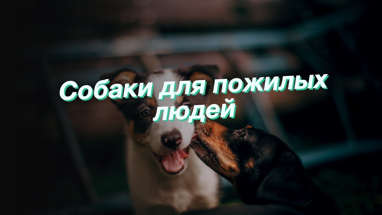 Собаки для пожилых людей