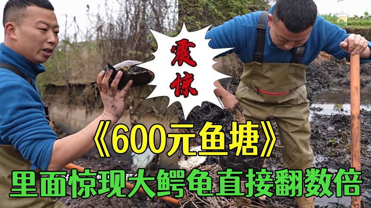 花600包壹個魚塘，本來沒抱希望，沒想到裏面驚現大鳄龜直接翻數倍#小飛哥#三農 #新農人計劃2026 #鄉村守護人#包塘