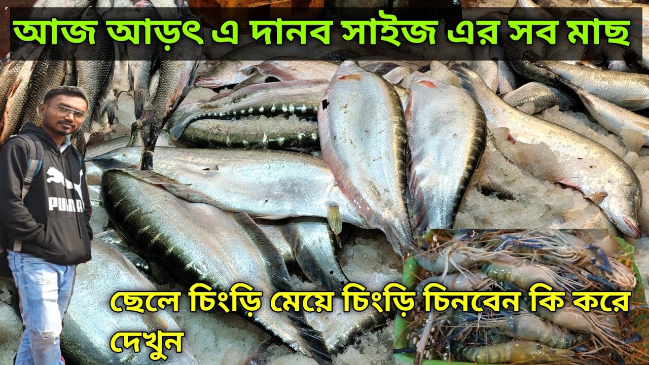 হাওড়া মাছের আড়ত এ দানব সাইজ এর সব মাছ |Howrah Fish Market Wholesale Price|Fish Market Video 