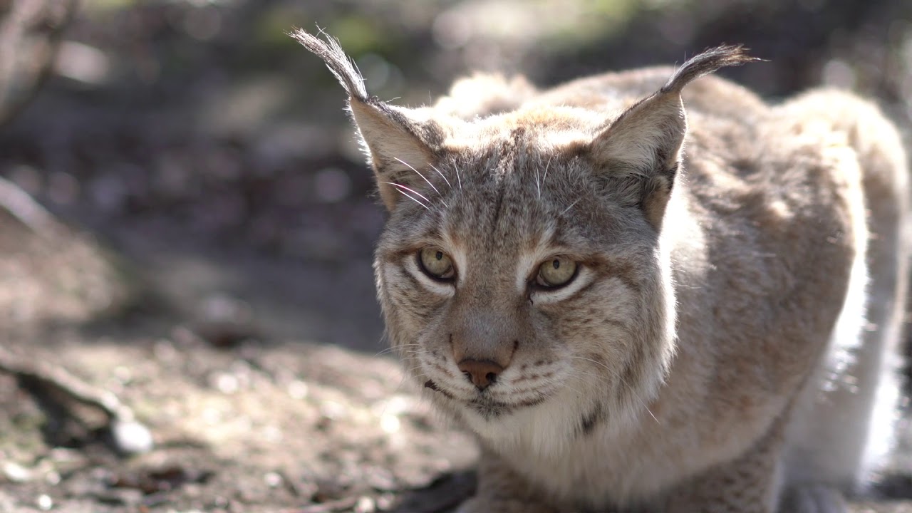 Teil 6: Was ist los im Tierpark Olderdissen?