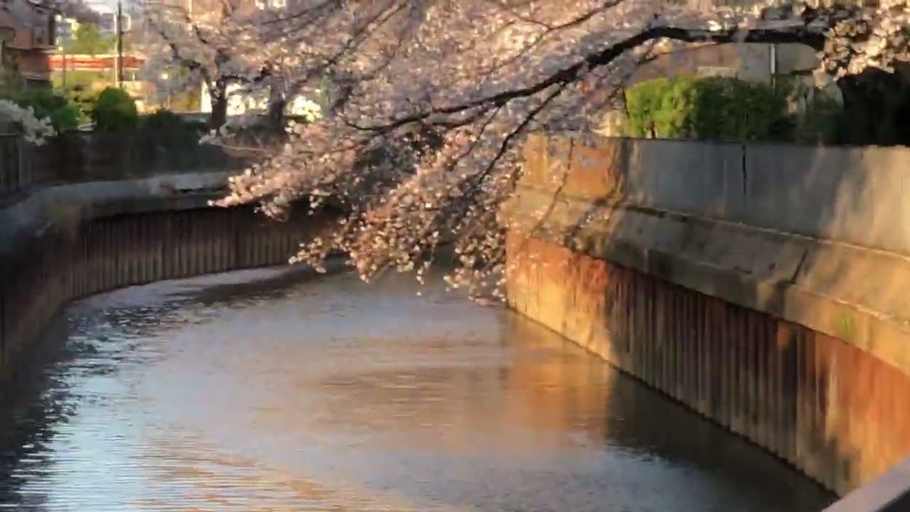 【新田蒲生】🌸 草加市金明町、八幡町、松原、柿木町（草加公園）、越谷市蒲生、レイクタウン（2021年3月26日撮影）