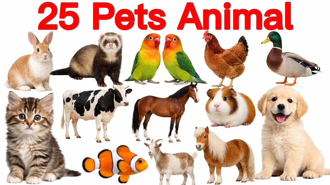 25 पालतू जानवरों के नाम | 25 Pet Animals Name English to Hindi | Pet Animals for Kids | Pet Animals 