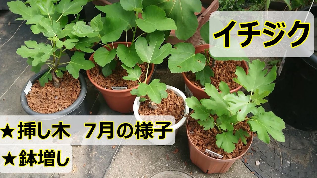 《イチジク栽培》春挿し木した苗の様子。剪定、鉢増し【21年7月】