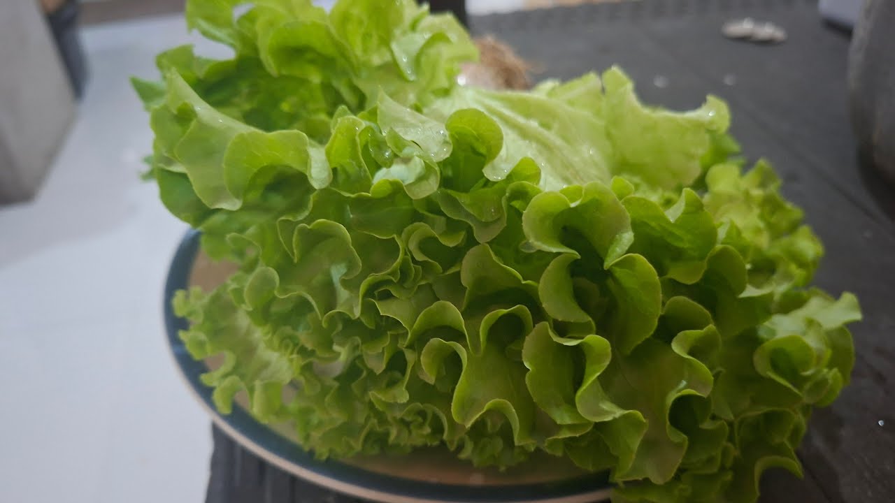 DIET DAW MUNA
