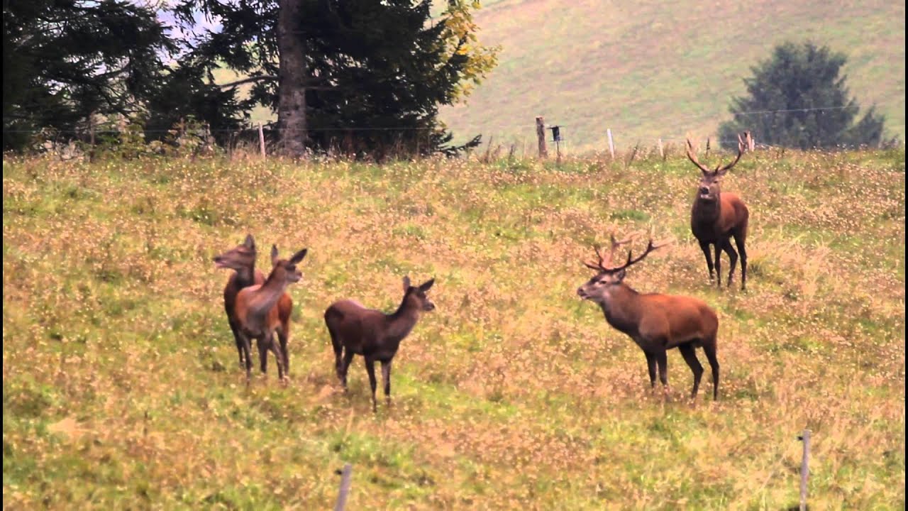 Brame du cerf 2015 Julien LAGOT