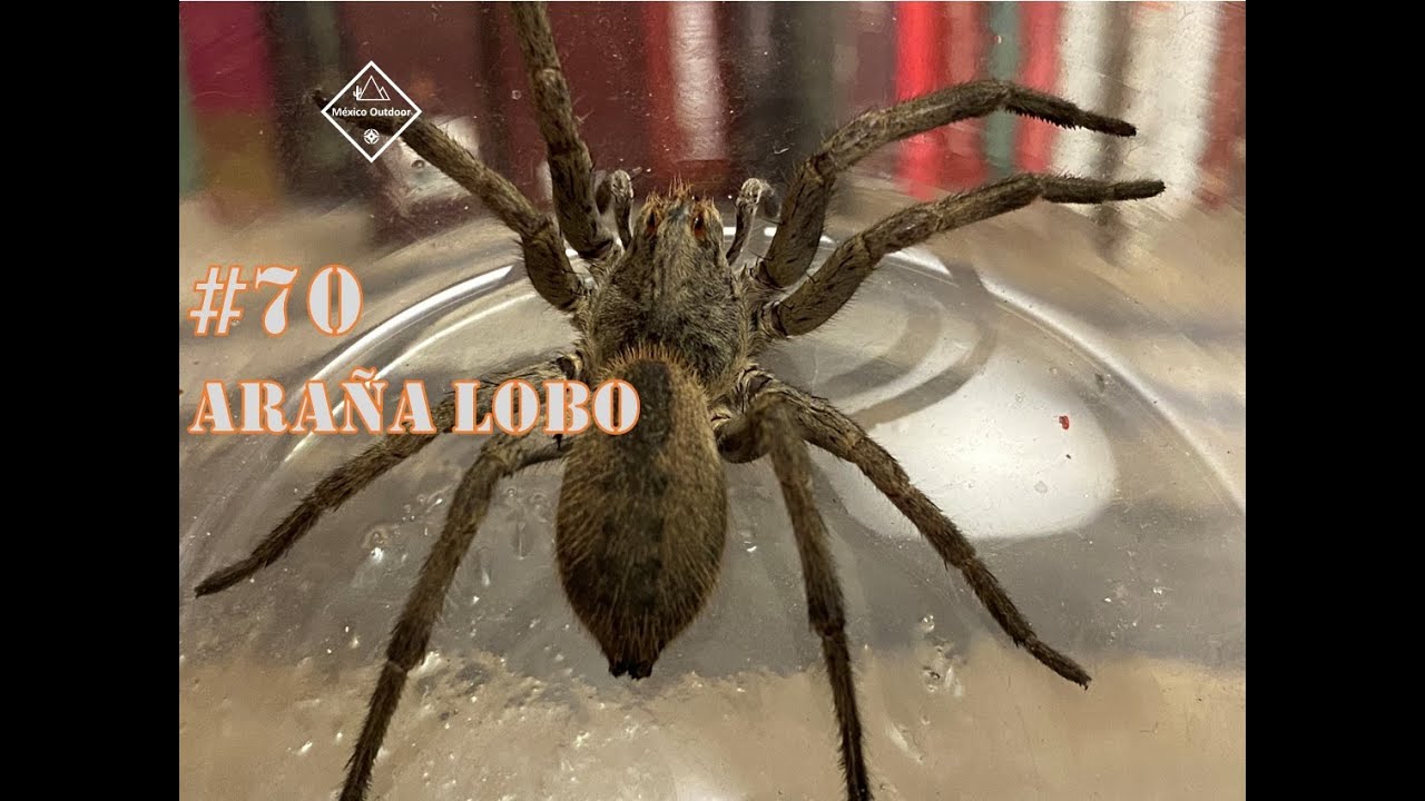 #70 ARAÑA LOBO/temporada 2022