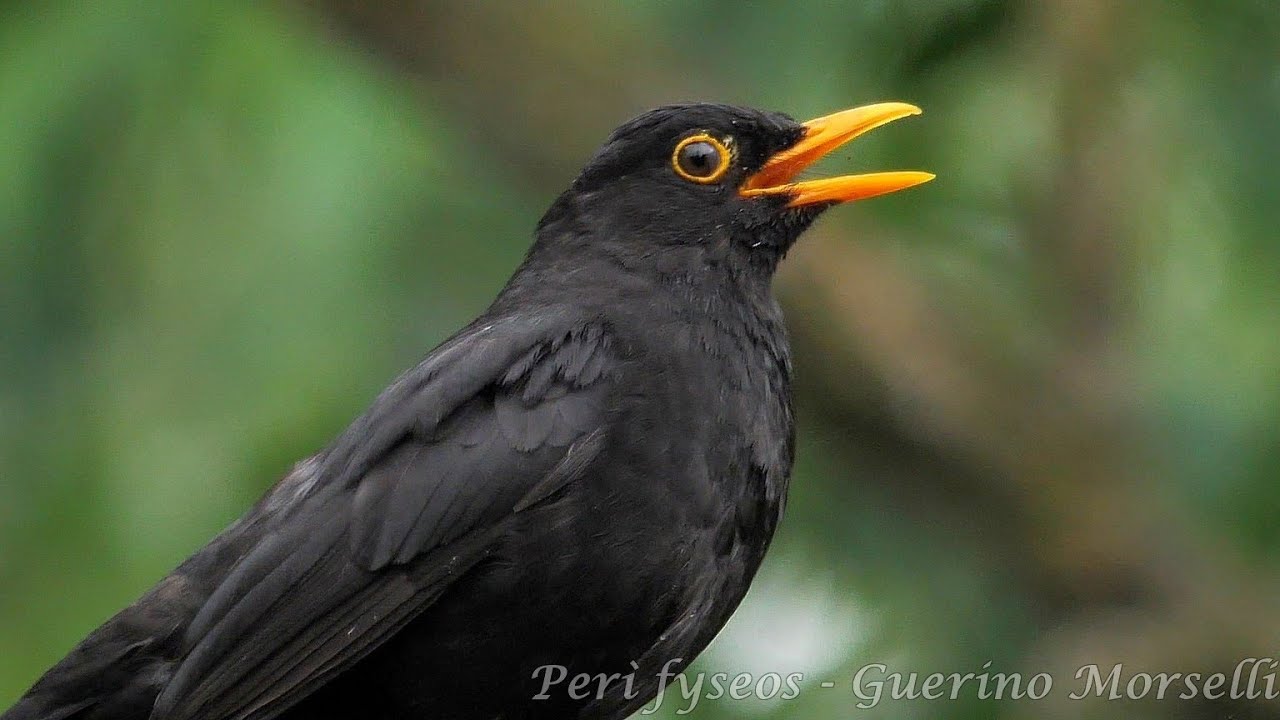 Canto in diretta, Merlo - I sing live, Blackbird (Turdus merula)
