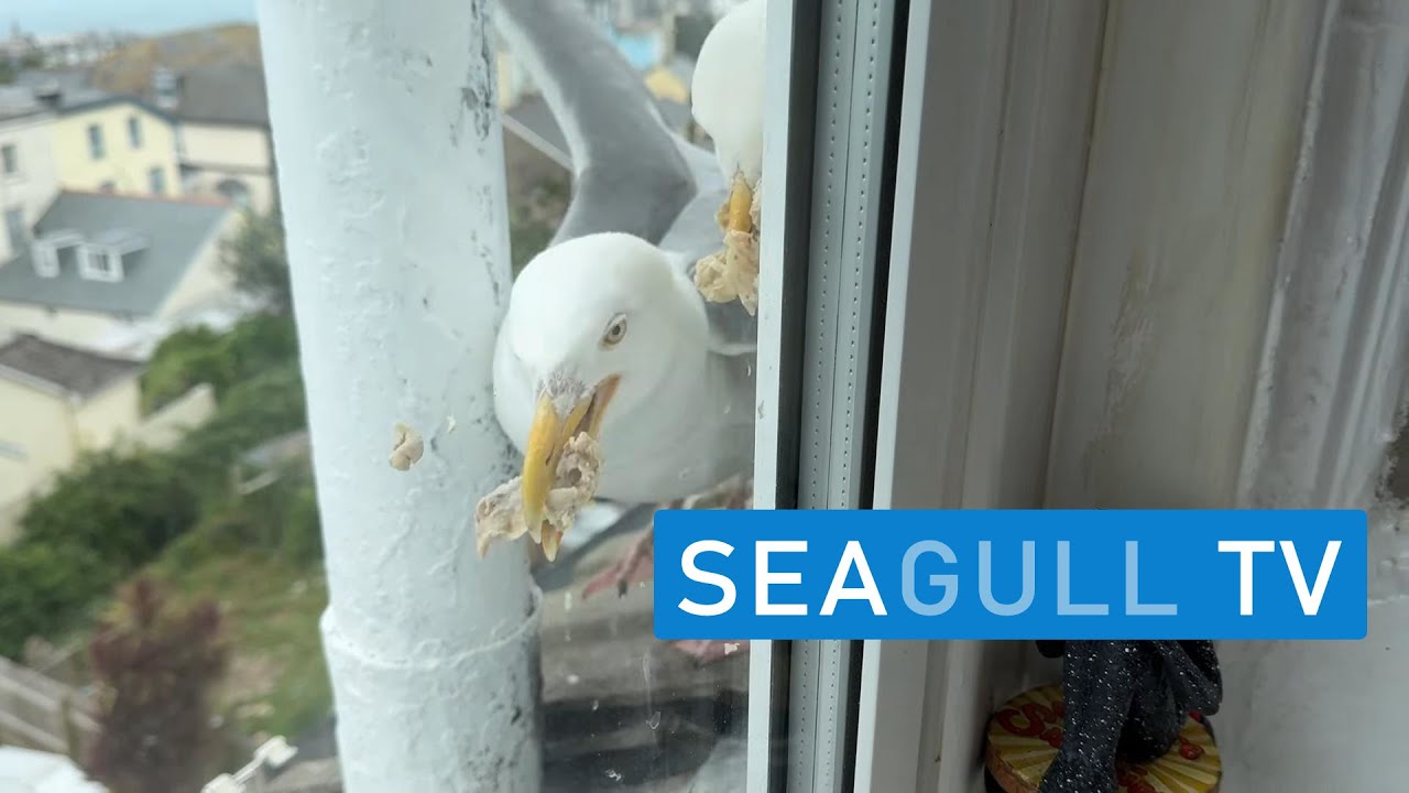 Chicken Tonight! Getting Fat For Winter - Seagull TV EP 96