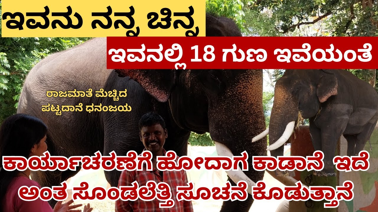 ರಾಜಮಾತೆ ಮೆಚ್ಚಿದ ಪಟ್ಟದಾನೆ ಧನಂಜಯ | ಅಭಿಮನ್ಯು ನಂತರ ಅಂಬಾರಿ ಹೊರುವವನು ಇವನೇ | pattadane dhananjaya | Dubare