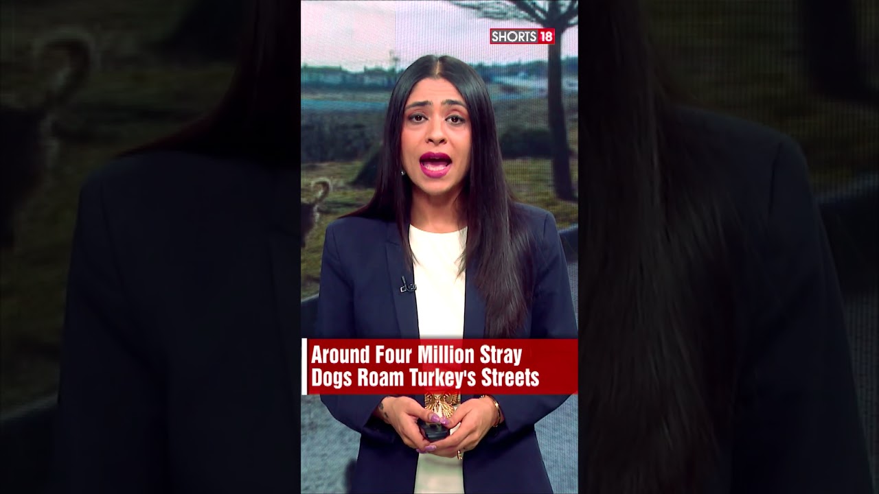Animal Welfare in Crisis: Where Does Turkey Stand? | #trendingshorts #cats #dogs- N18S