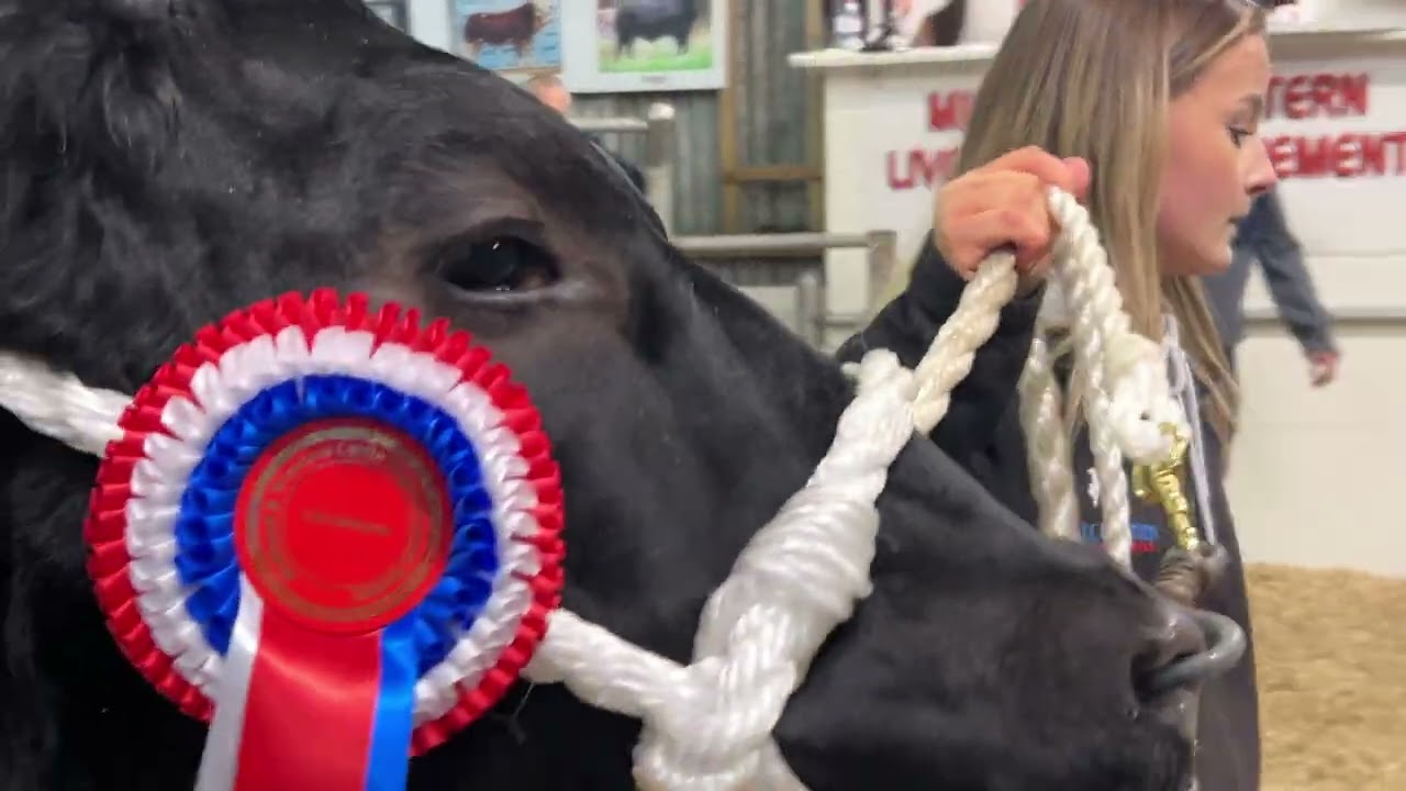 €18,000 heifer - Carrick Winter Fair