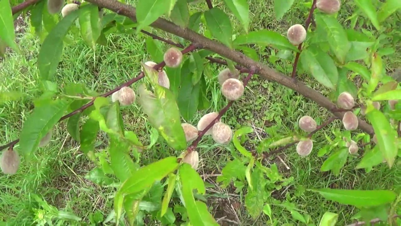 Moje brzoskwinie pod koniec maja