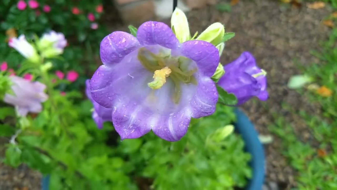 Campânula, Flores em forma de sino!