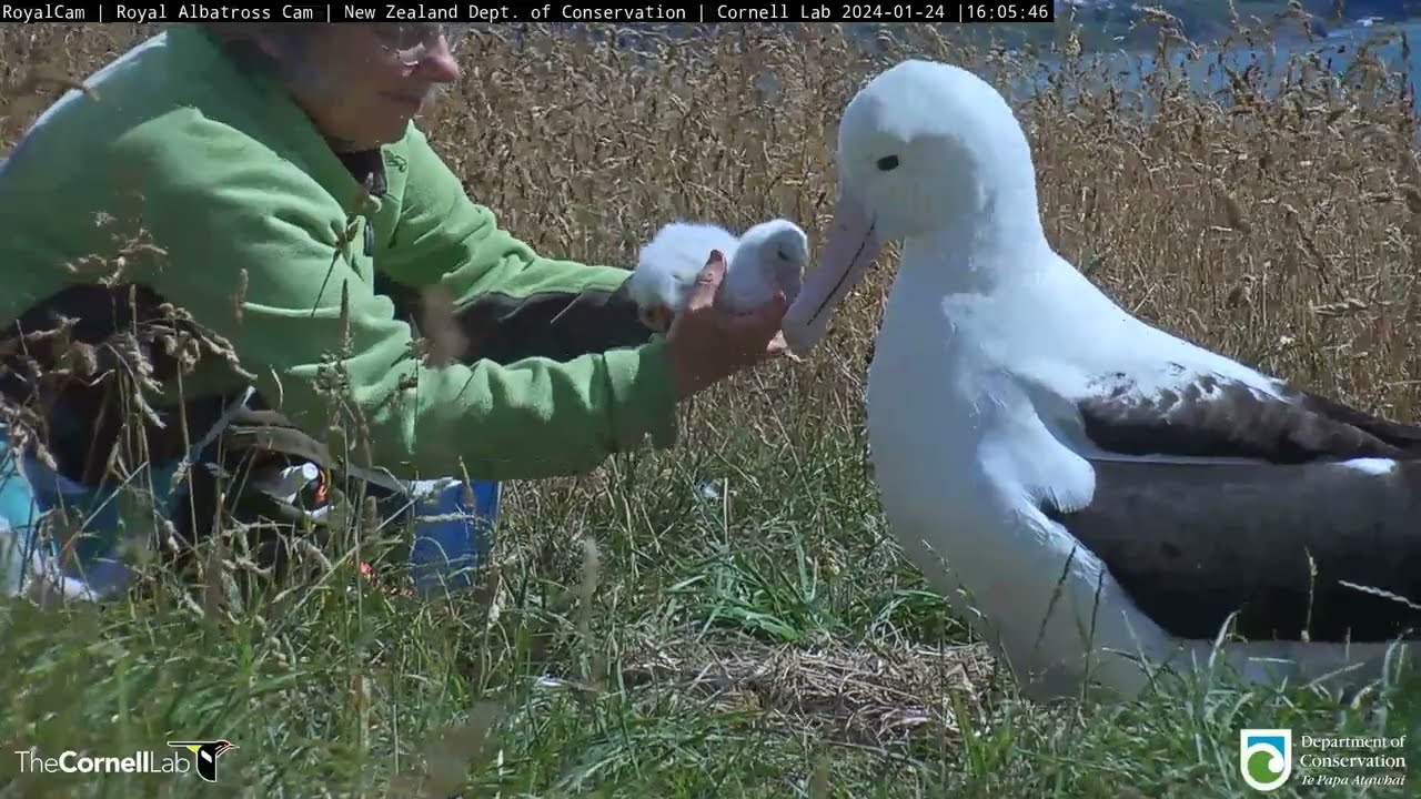 Royal Albatross Hatchling Gets A Weight Check From Rangers In New Zealand | DOC | Cornell Lab