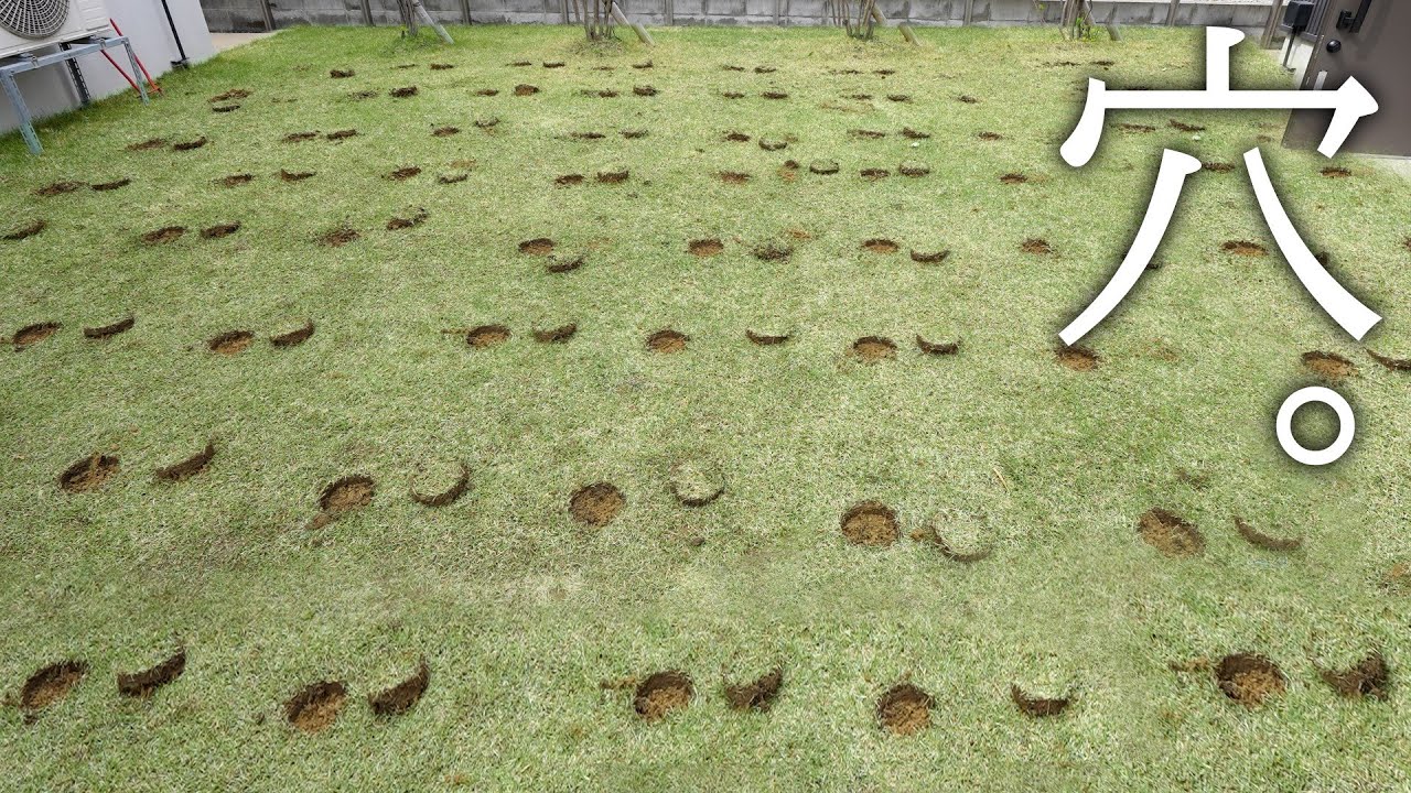 芝生に大量の穴あけたった。