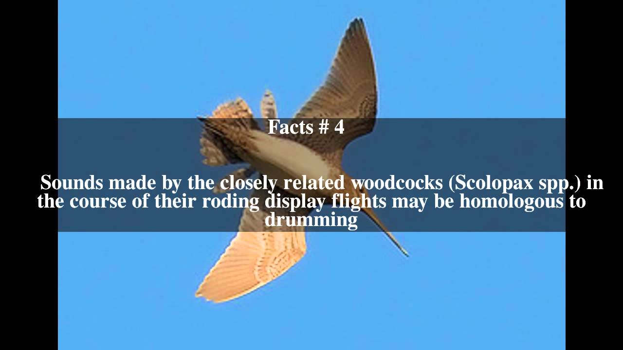 Drumming (snipe) Top # 6 Facts