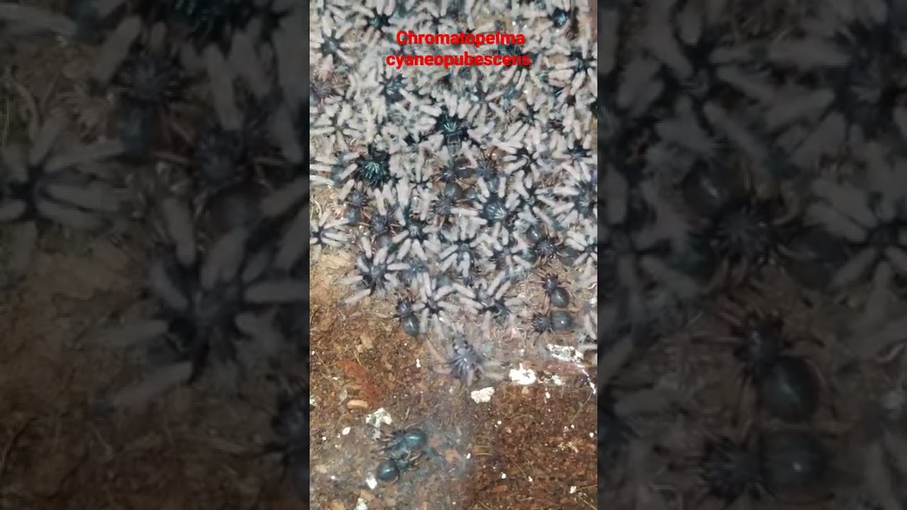 #shorts #short #shortvideo #shortsvideo #mrspider #tarantula
