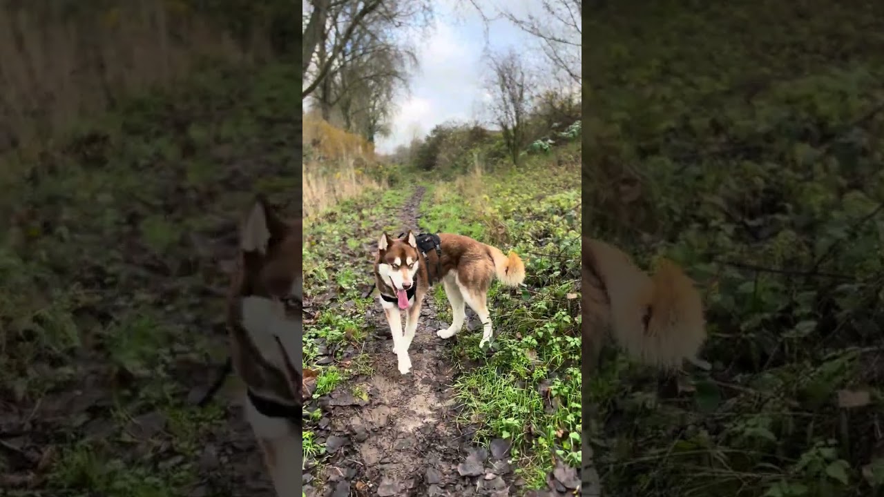 Muddy winter dog walk