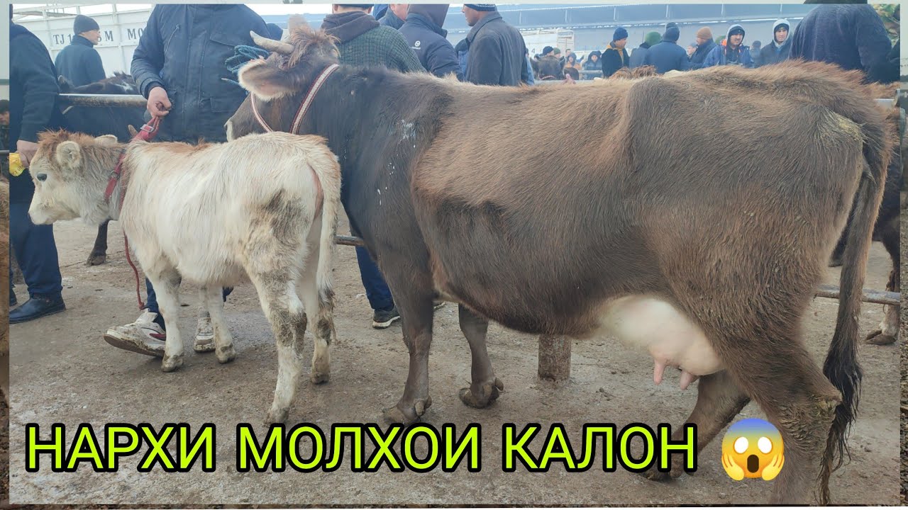 НАРХИ МОЛХОИ КАЛОН 😱 МОЛ БОЗОРИ Н ДУСТИ ЭШБЕК САТТОРОВ 