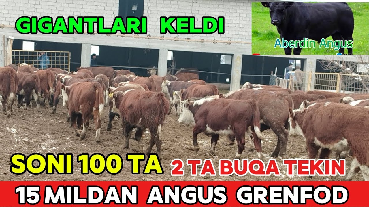 YUZ BOSH 15 MILDAN ANGUS SMENTAL GRENFOT BUQALAR KELDI XALI BUNAQASI BOMAGAN