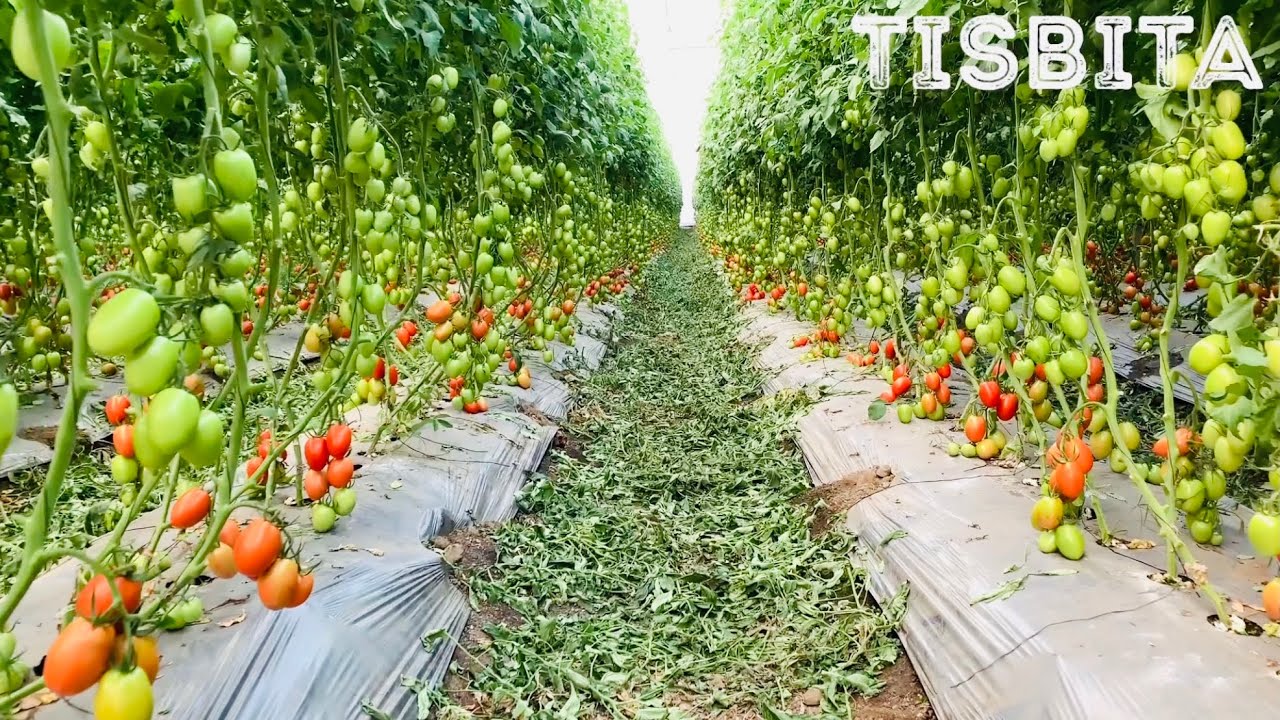 CULTIVO DE JITOMATE TOMATE SIEMBRA PRODUCCIÓN COSECHA EMPAQUE Y DISTRIBUCIÓN DEL JITOMATE #4
