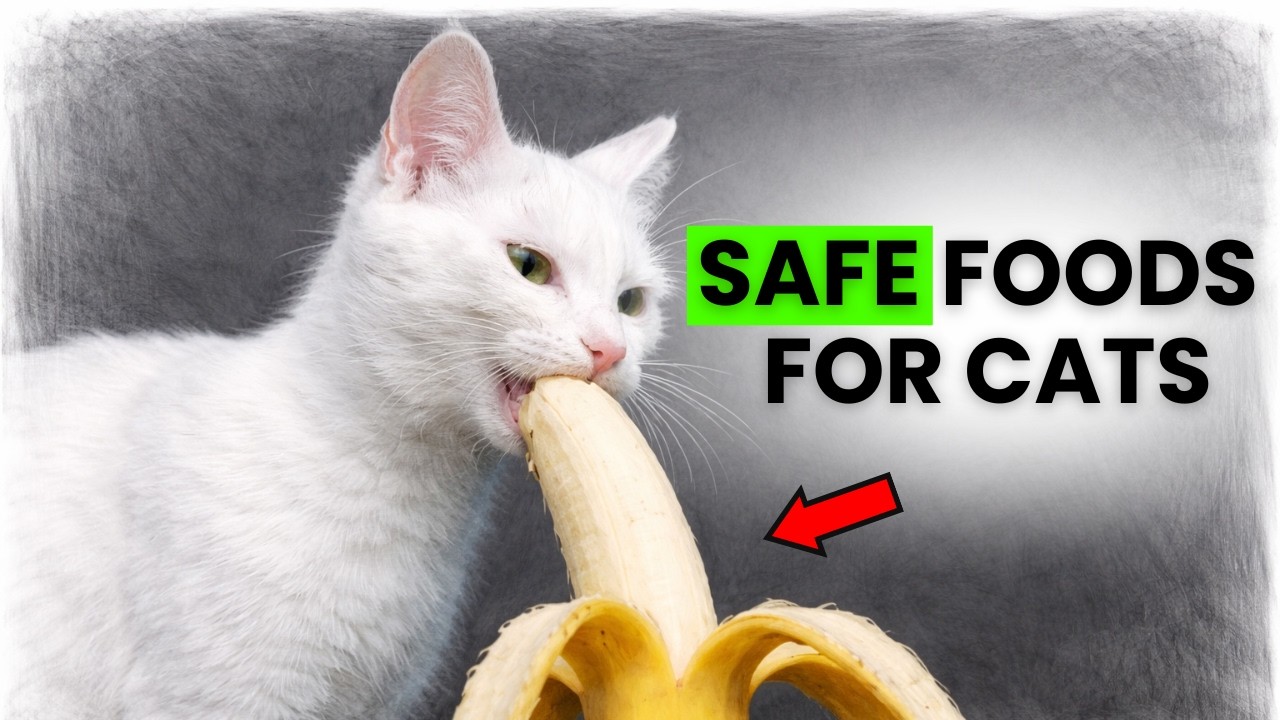 These 12 Human Foods Can Improve Your Cat’s Health Starting Today