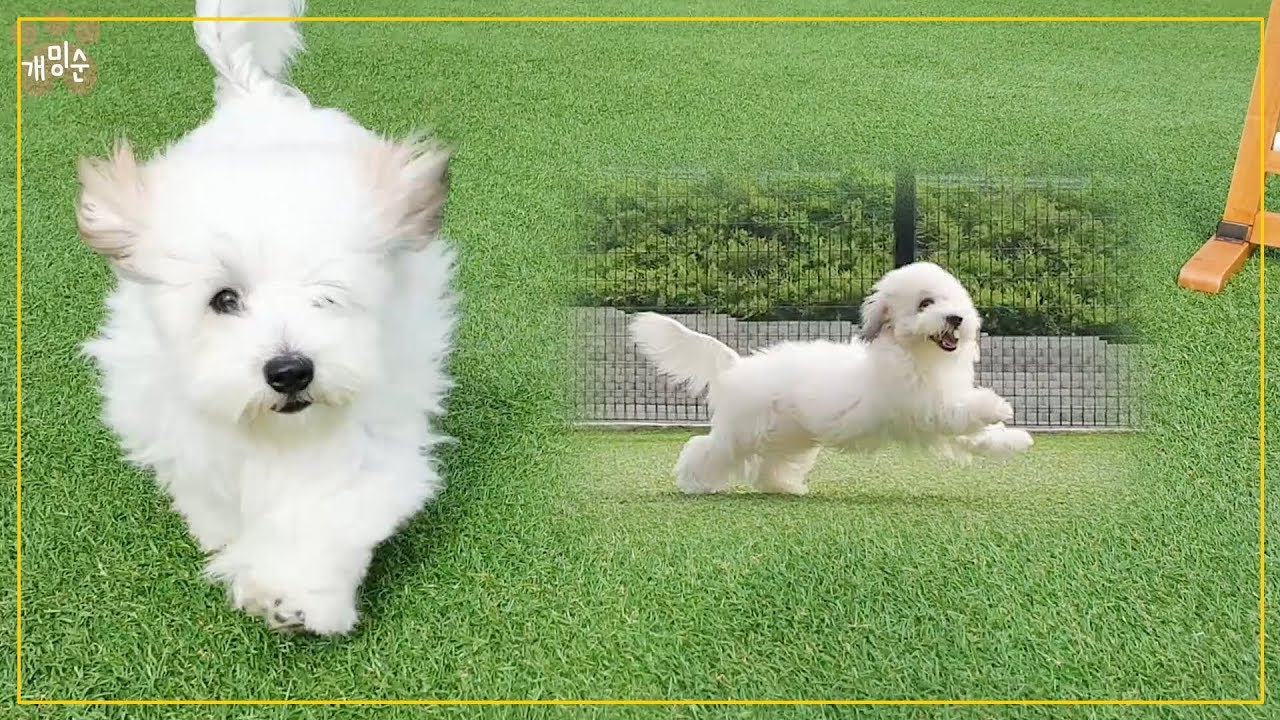 애견펜션에 처음 가서 너무너무 신난 강아지