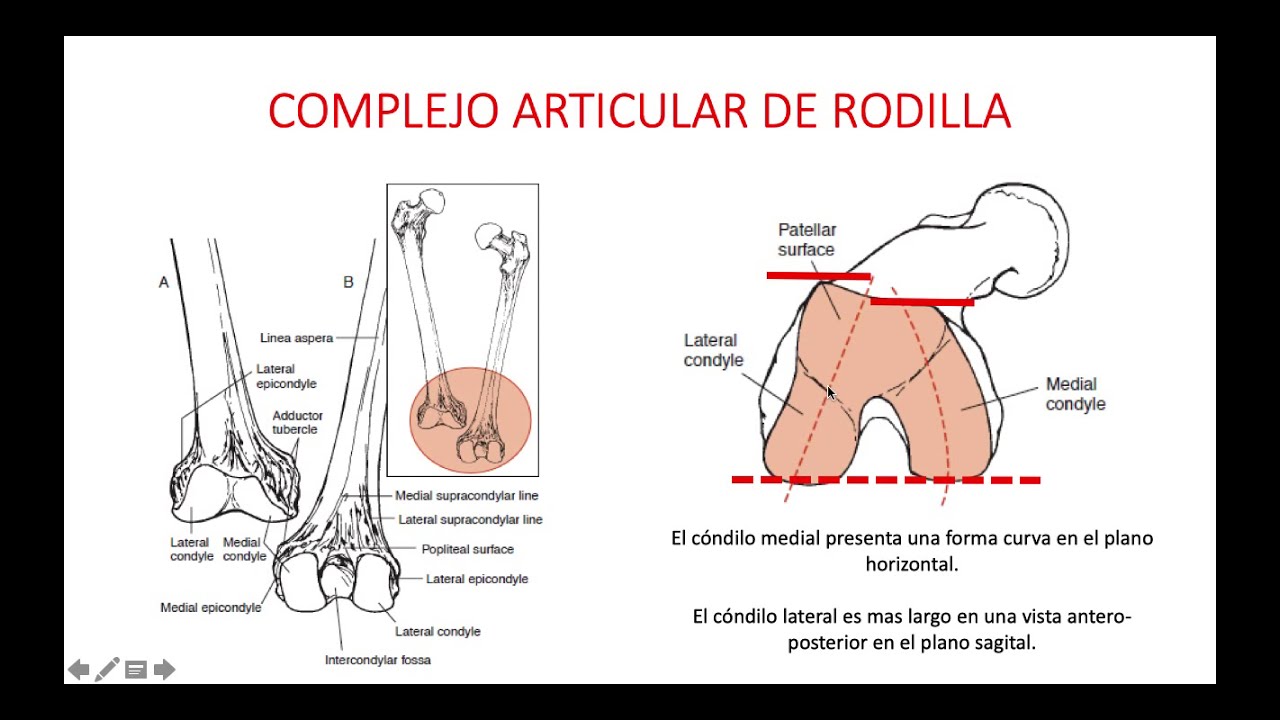 Biomecánica y Función del complejo articular de la Rodilla I