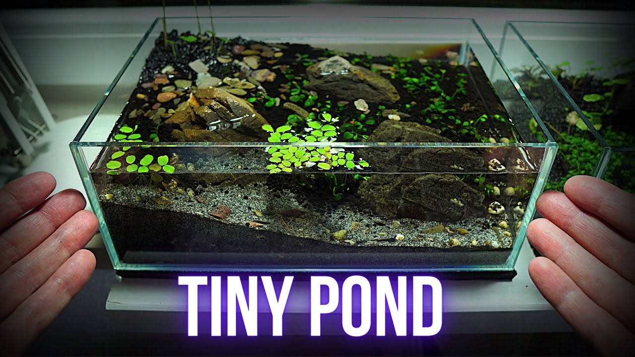 Making NO FILTER MINI POND AQUARIUM in WABI KUSA style | Step by step AQUASCAPING TUTORIAL