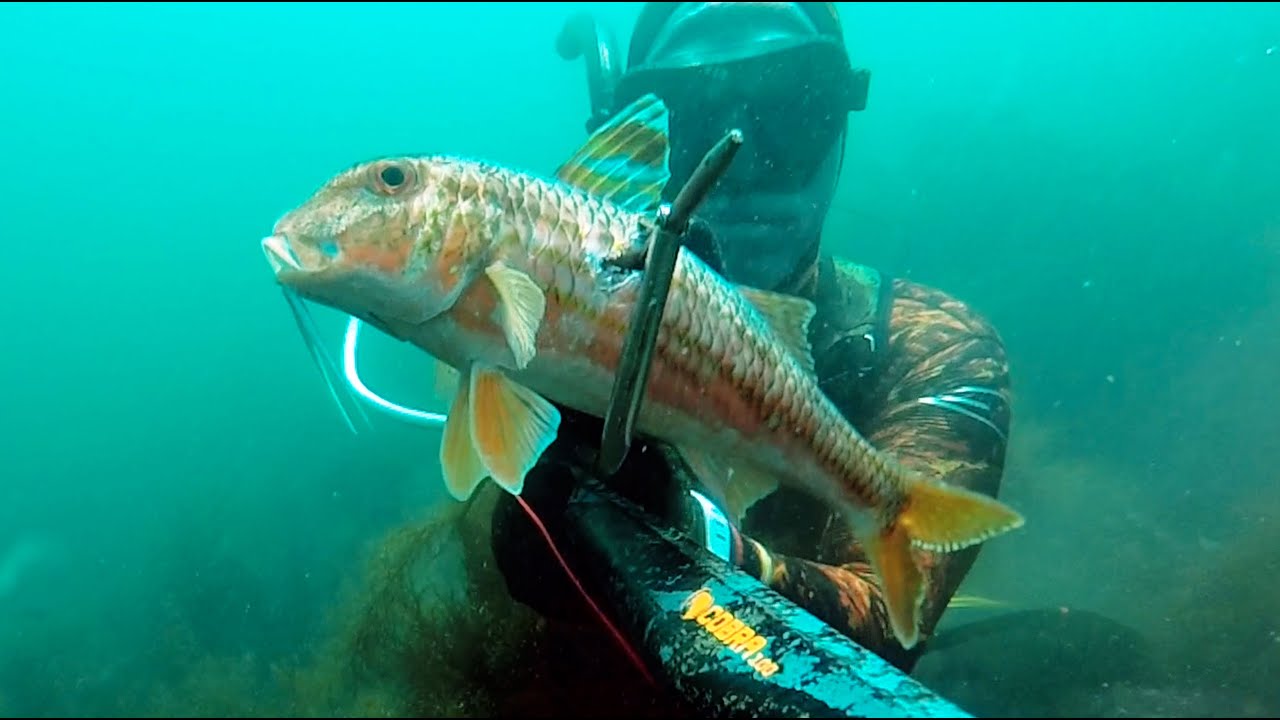 Chasse sous-marine du bord de mer en Bretagne 2020