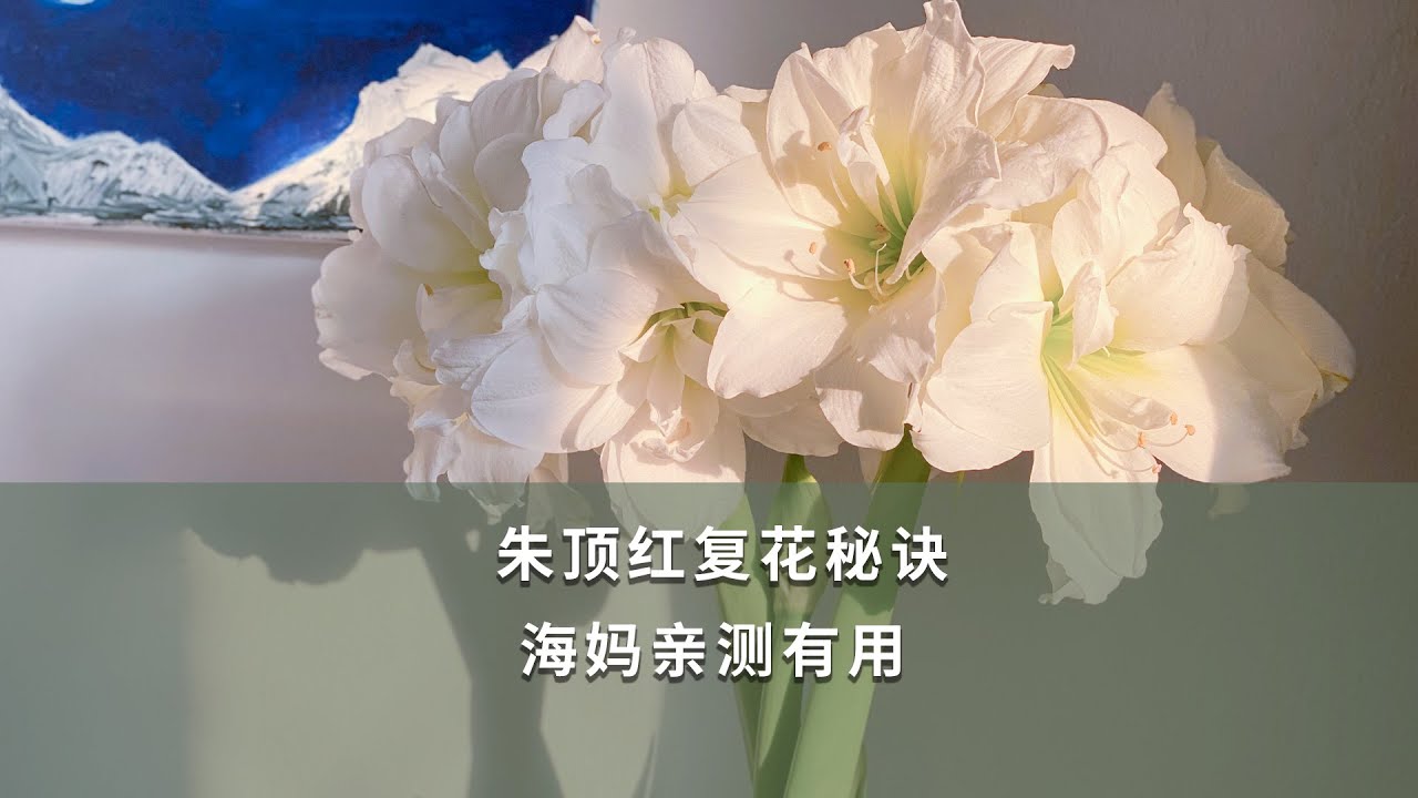 【海媽園藝課堂69】朱頂紅復花秘訣，海媽親測有用| Hippeastrum Rutilum