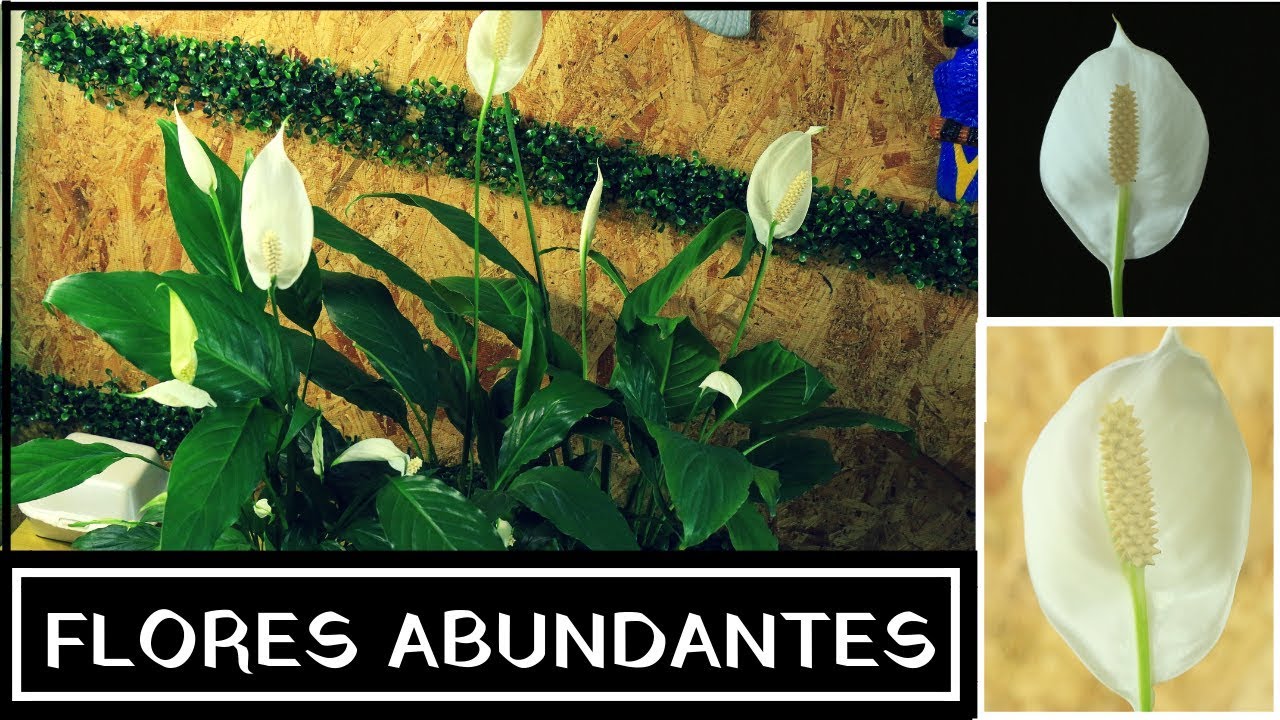 PORQUE NO FLORECE UNA CUNA DE MOISES || ESPATIFILO || FLOR DE LA PAZ