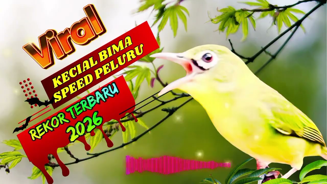 VIRAL !! JUARA BARU SPEED PELURU FULL POWER  | MASTERAN KECIAL KUNING LOMBOK JUARA