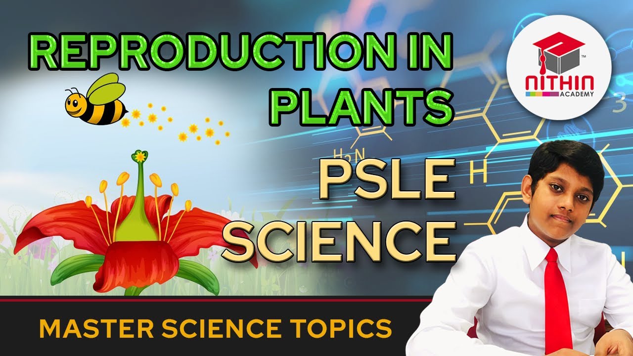 PSLE SCIENCE | REPRODUCTION IN PLANTS |  Primary 5 & 6 Singapore | Important Questions