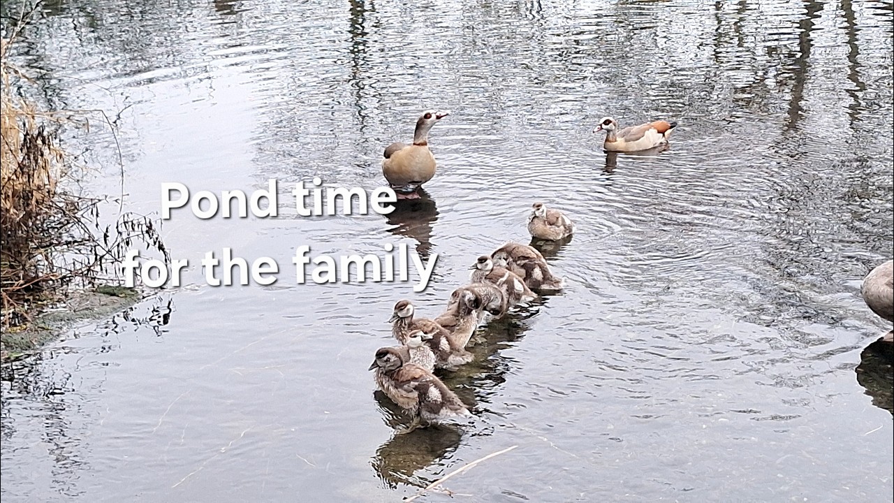 Egyptian Goose Family of 10 🪿 8 Growing Goslings Swimming & Resting in the Pond
