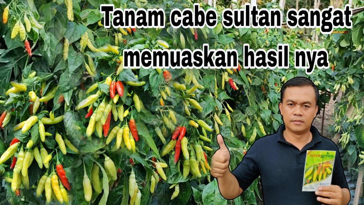 Luar biasa cabe sultan imbang dengan roket