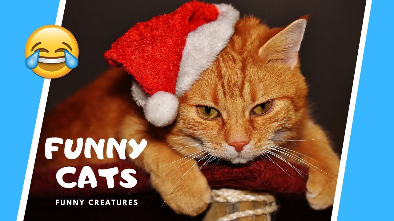 Funny Cat Compilation Video 😻 Try Not to Laugh (compilation) #2