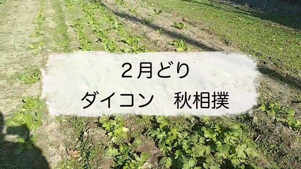 新規就農6年目12月27日　今年も終わりました！来年は年明けから忙しくなりそうです！皆様良いお年を！