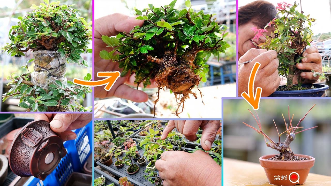 Результаты отводков и информация о продажах на осенней выставке [Bonsai Q]
