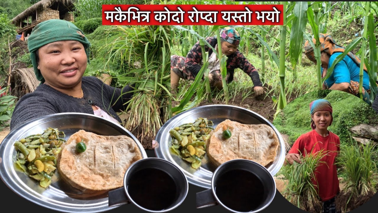 यो बर्खे झरीमा काम गर्न पनि सारो आपत छ बाई\Millet farming in village\Susmita Gharti\
