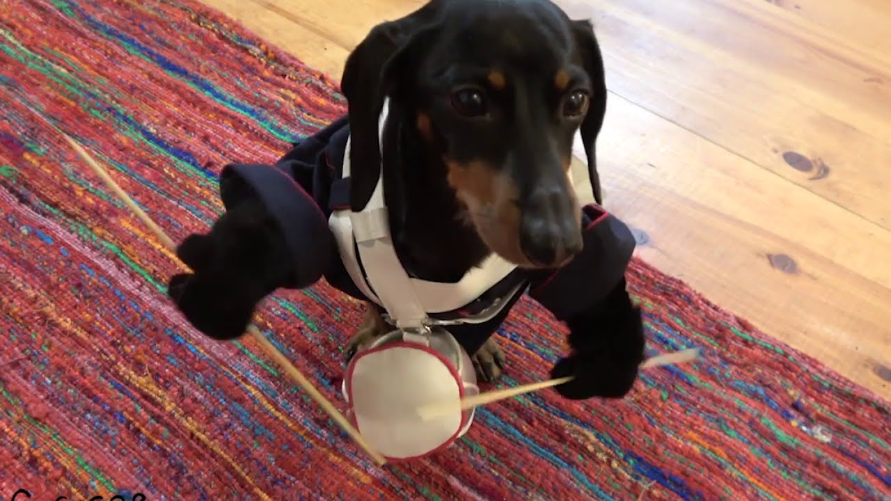 Never Ignore a Dog's Dinner Time!