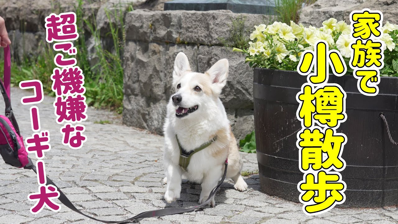 家族と小旅行で、超ご機嫌なコーギー犬が可愛いすぎる